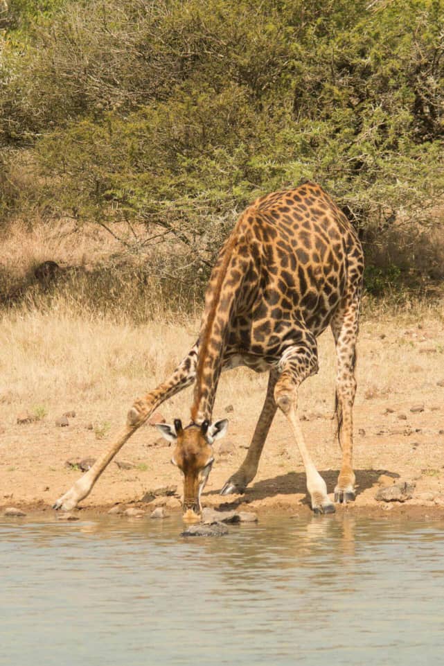 Tarangire elephant safari Tanzania